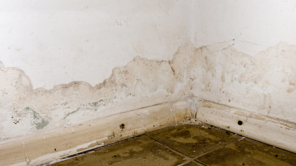 How Do You Naturally Get Rid of Black Mold?
