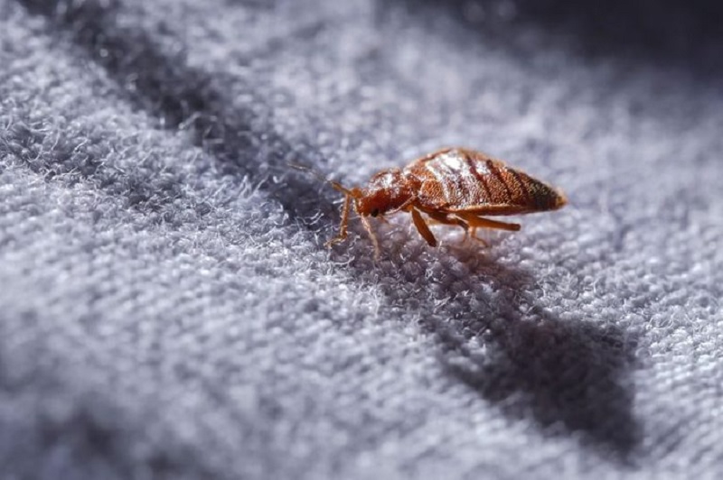 bed bugs