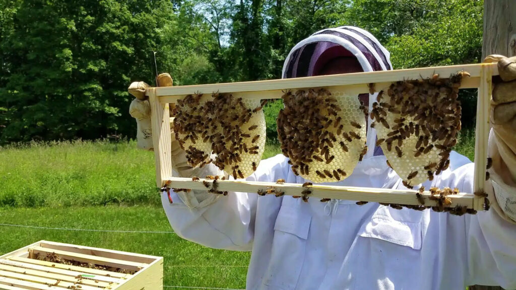 Ethical Considerations in Bee Control