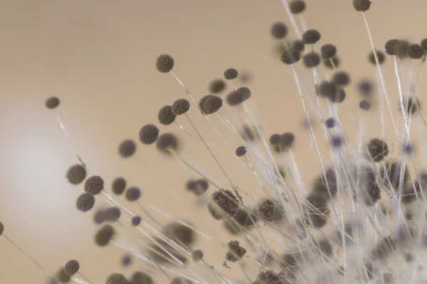 Mold Under the Microscope